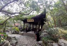 龙井茶田7