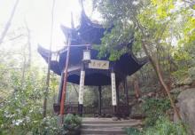龙井茶田12
