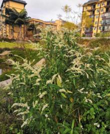 花溪风景区28