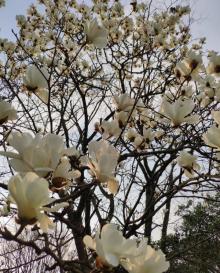 杭州花圃25