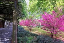 杭州花圃19