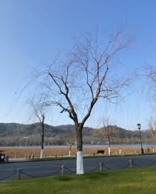 杭州西湖风景名胜区-西湖幽静公园17