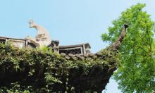 杨公堤23