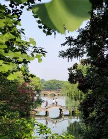 杨公堤15