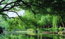 杨公堤22