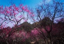 超山风景区19