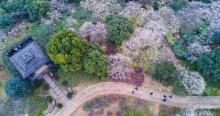 超山风景区6