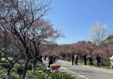 超山风景区26