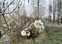 超山风景区20