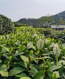 老龙井十八棵御茶园13