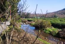 老龙井十八棵御茶园21
