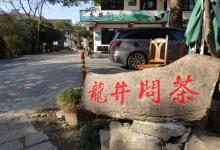 老龙井十八棵御茶园16