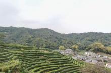 老龙井十八棵御茶园14