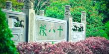 老龙井十八棵御茶园5