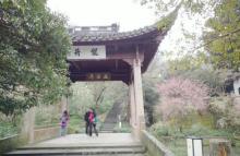 老龙井十八棵御茶园11