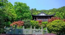 老龙井十八棵御茶园2