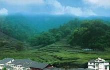 梅家坞16
