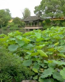 百草园18