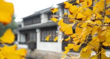 黎里古镇4