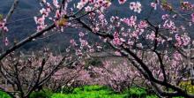 桃花峪景区8