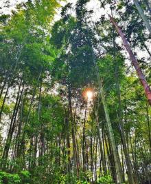 顾渚茶文化风景区3