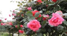 花牵谷10