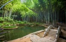 石塘竹海2