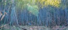石塘竹海17