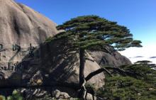 白鹅岭8
