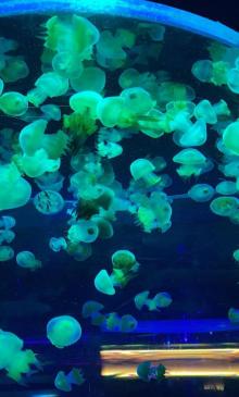 溱湖海昌海洋馆10