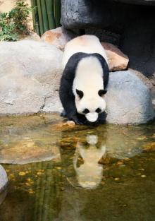休宁大熊猫生态乐园1