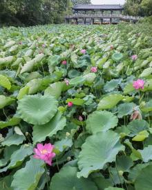 瘦西湖赏花5