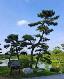 瘦西湖赏花6