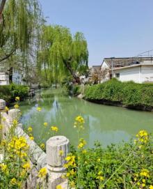 瘦西湖赏花8