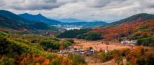 塔川古树林7