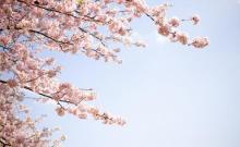 鉴真路樱花大道7