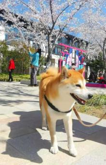 鉴真路樱花大道20