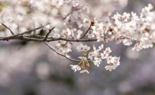 鉴真路樱花大道9