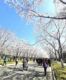 鉴真路樱花大道18