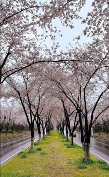 鉴真路樱花大道12