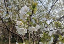 鉴真路樱花大道25