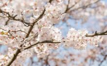 鉴真路樱花大道6