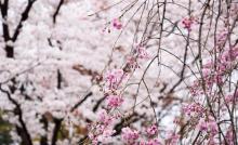 鉴真路樱花大道4