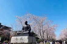 鉴真路樱花大道24