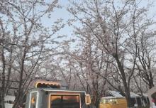 鉴真路樱花大道14