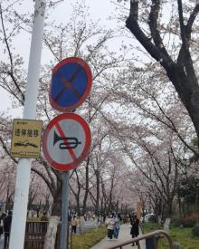 鉴真路樱花大道13