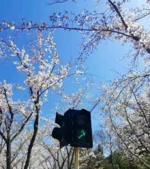鉴真路樱花大道19