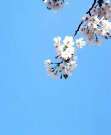 鉴真路樱花大道23
