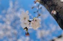 鉴真路樱花大道21