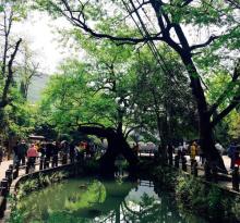 凤凰山景区29